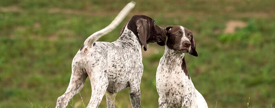 what does it mean when dogs lick each others ears