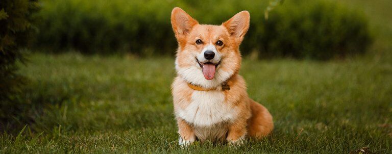 Corgi Shedding: How Much Do Corgis Shed and How To Reduce It