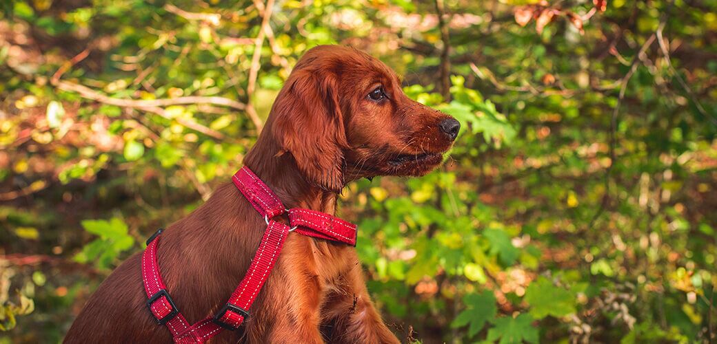 Red Golden Retriever - Real life with 10 weeks puppy - ゴールデンレトリバー 