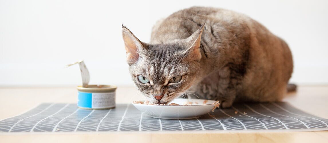 best cat food mat