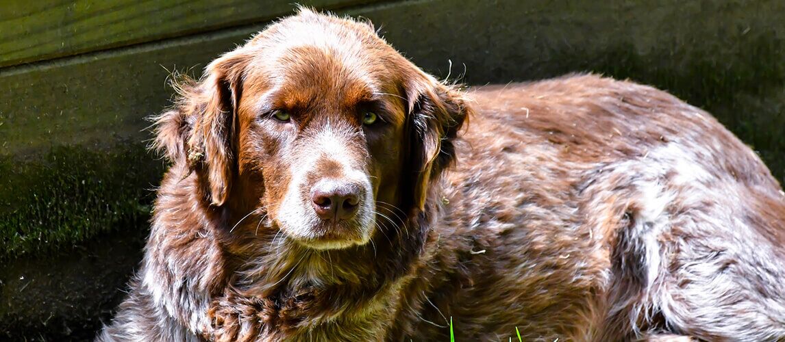 Great pyrenees and cheap chocolate lab mix