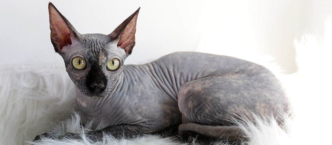 Best of the Shadow Cats – Ten Grey Cat Breeds to Catch Your Eye | Pet Side