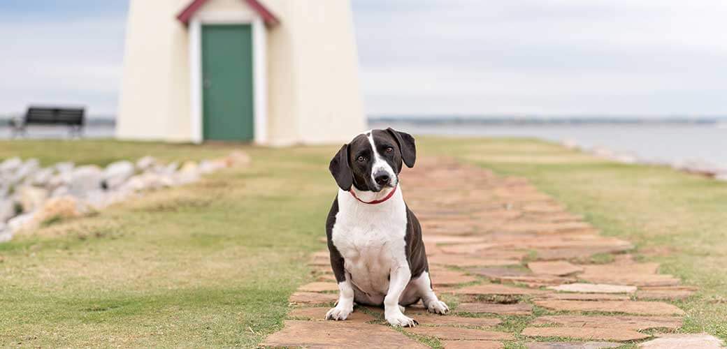 Basset Hound Mix Dog sitting by lighthouse.