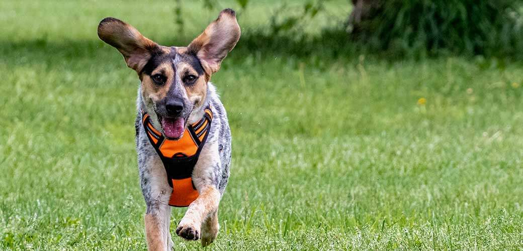 Beagle Mix Running at Dog Park