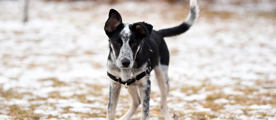 Border collie blue heeler mix at park with harness