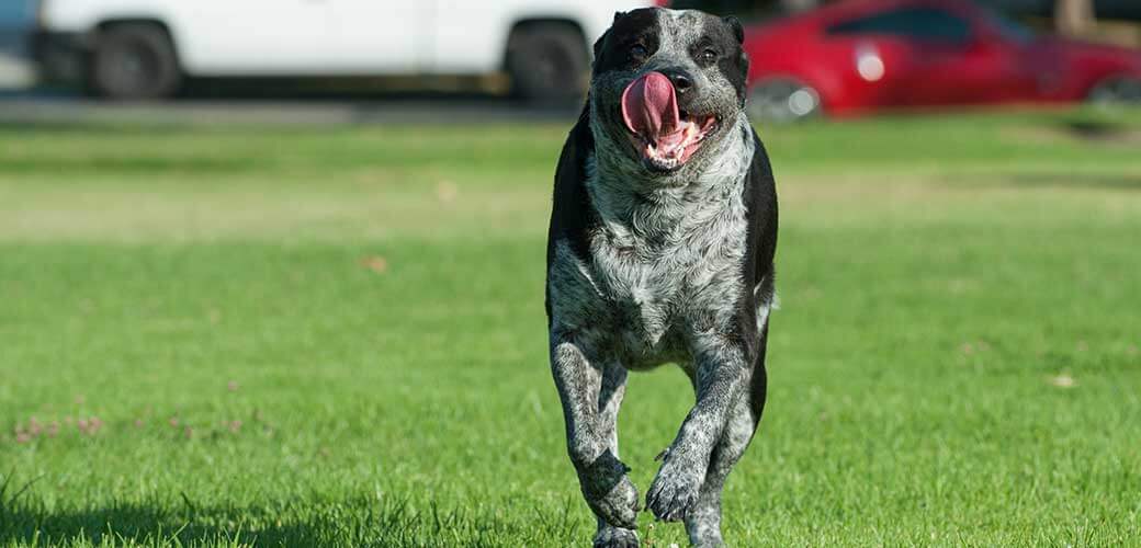 Pit Heeler running with wide mouth and flapping tongue on a grass field.