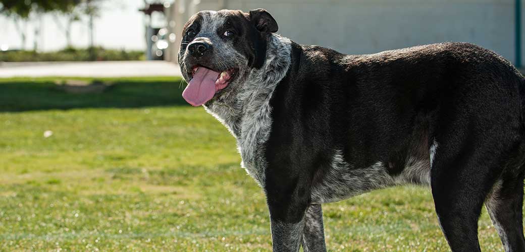 Pitbull Blue Heeler mixed dog is standing on a park grass and looking at the camera.