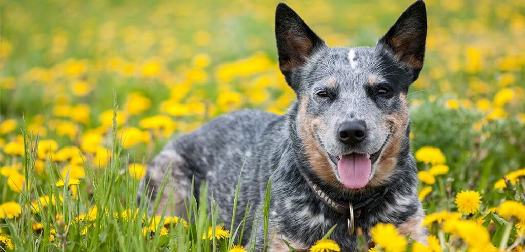 The Best Names for Your Australian Cattle Dog | Pet Side