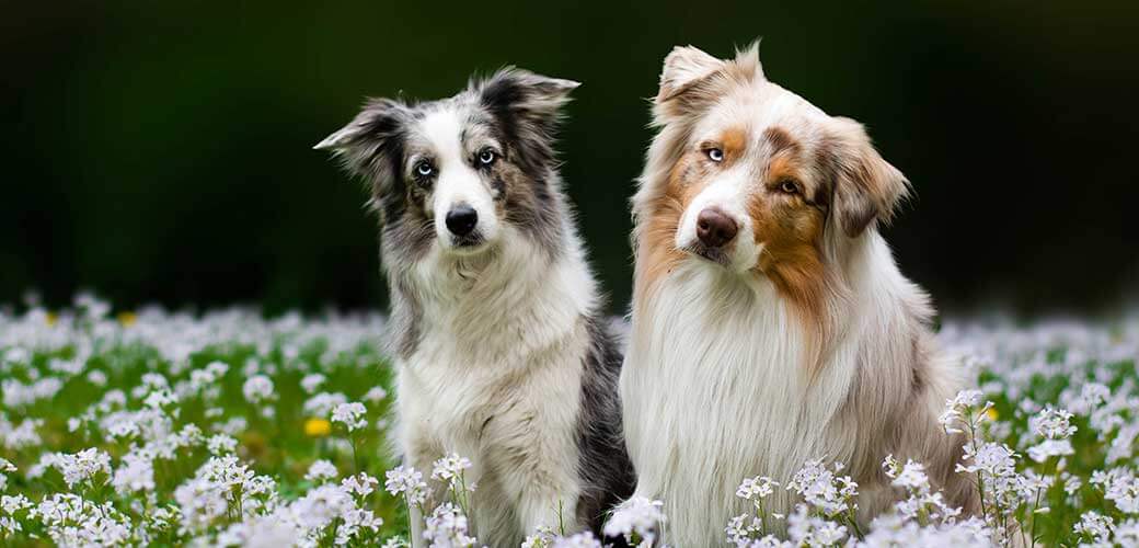 Prachtig koppel van twee honden - red merle australian shepherd en blue merle border collie met verbazingwekkende ogen zittend in de witte bloesem bloemen op de weide in de lente.