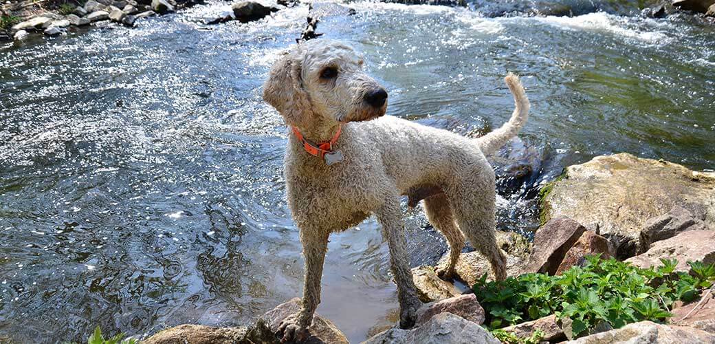 Bedlington Terrier Hond speelt bij de rivier