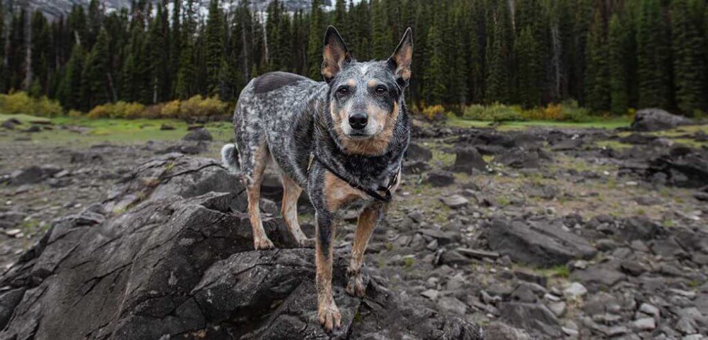 The Texas Heeler: A Quick Guide to a Beautiful Mixed Breed | Pet Side