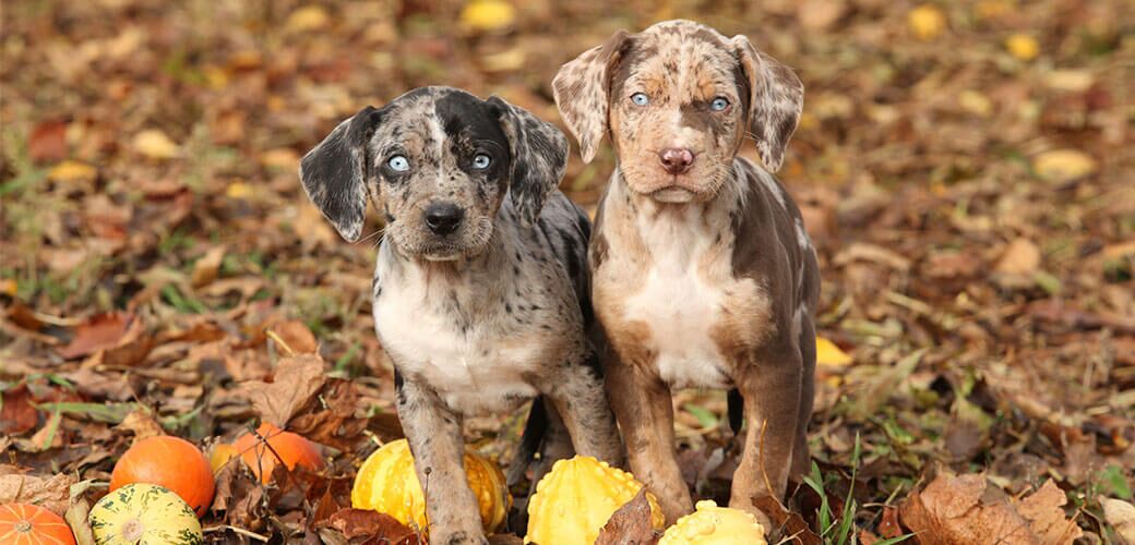 Two Louisiana Catahoula puppies