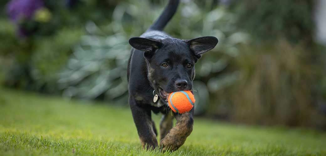 Young black dog carrying orange ball across yard