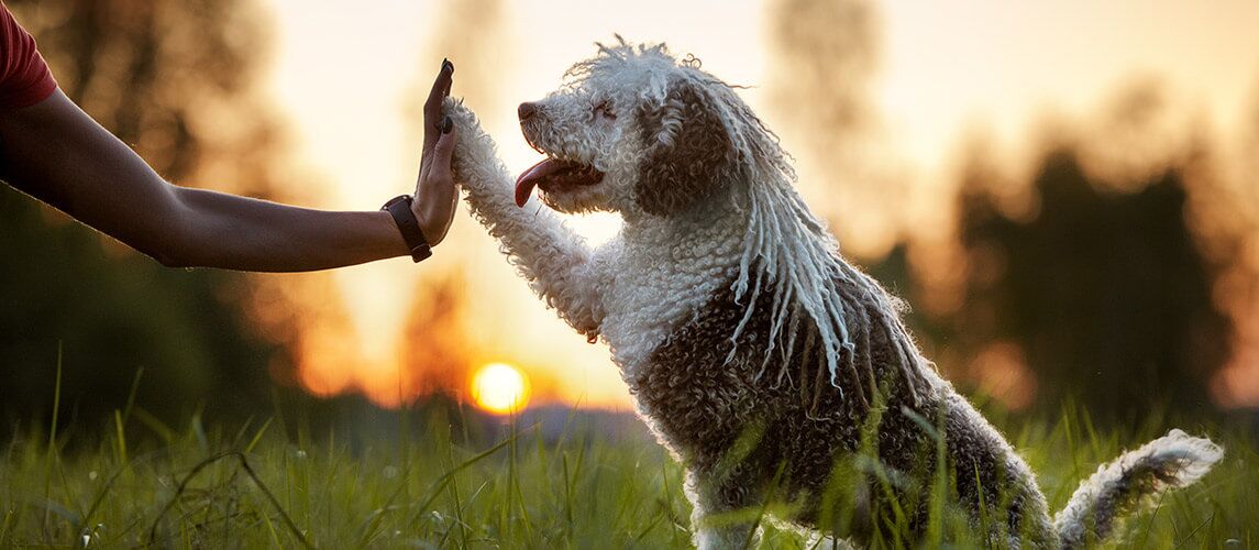 spaanse waterhond geeft poot aan eigenaar bij zonsondergang