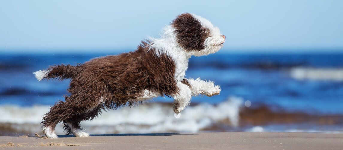 spaanse waterhond puppy loopt op een strand