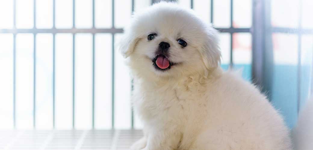 Een witte Pekingees puppy zit in de kooi en lacht naar de camera.