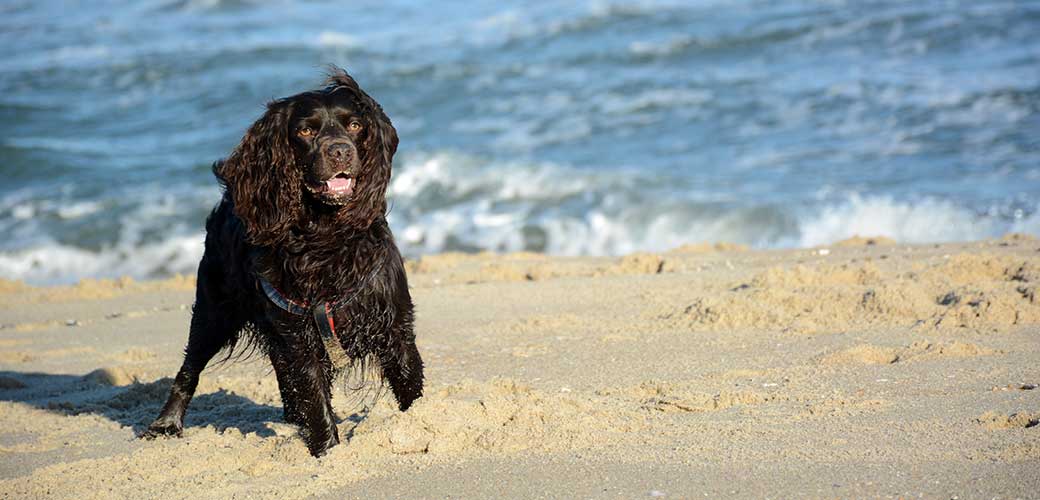Boykin spaniel puppy die in van de oceaan bij een leeg strand poseert