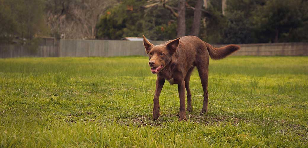 Bruine Koolie Australische hond staande op een groen veld voor lichaamsbeweging.
