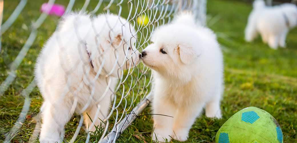 Grappige pluizige witte Samojeed puppy's spelen