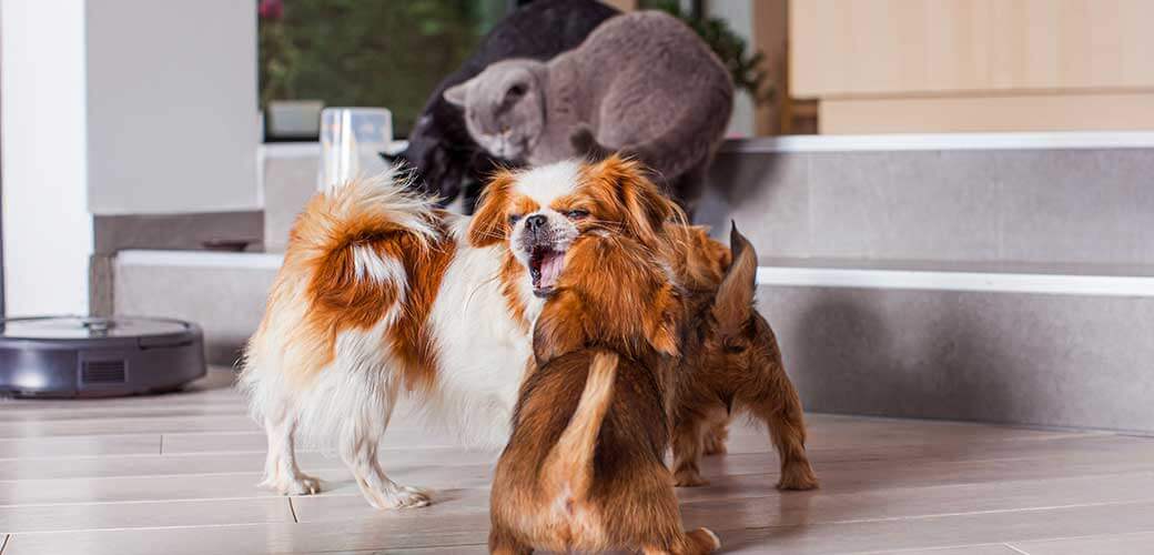 Pekingese dog is playing with other dogs inside. Cats in the background are looking at the robotic vacuum cleaner.