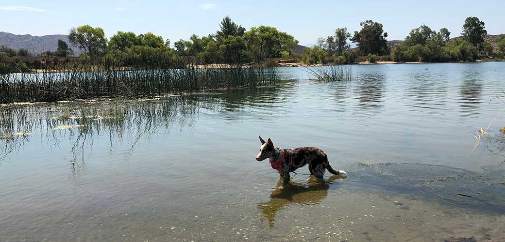 Puppy Hond Wandelen in Meer