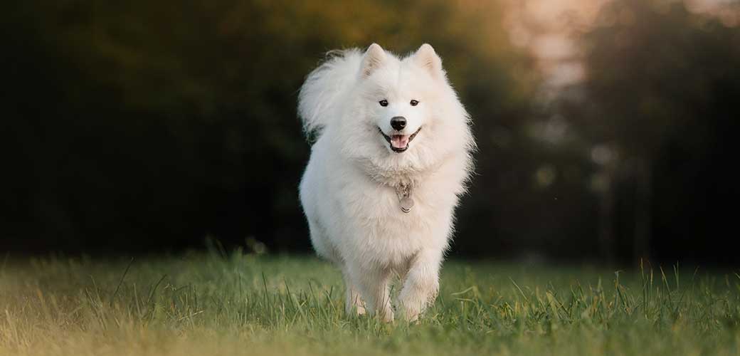 gelukkige pluizige samojeed hond die in de zomer buiten wandelt