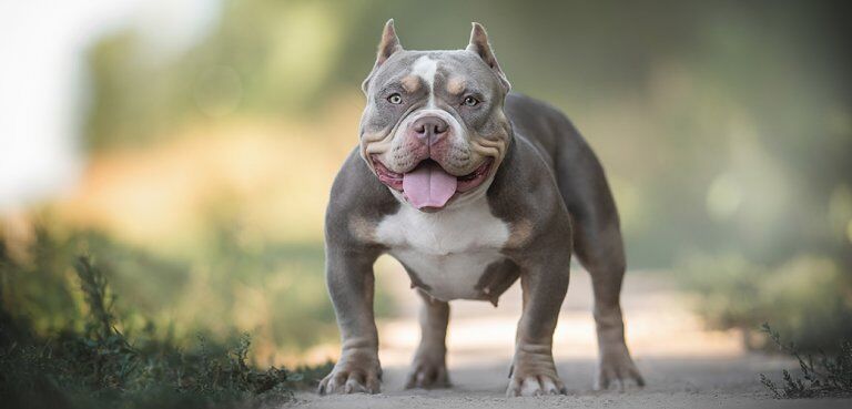 American Bully vs the Pitbull Terrier- What are the differences? | Pet Side