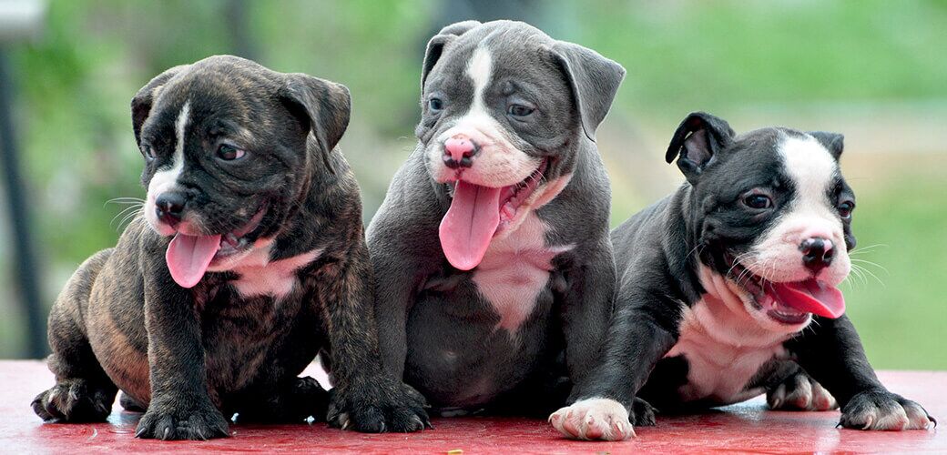 American Bully Puppies,tiger, grey, black/white