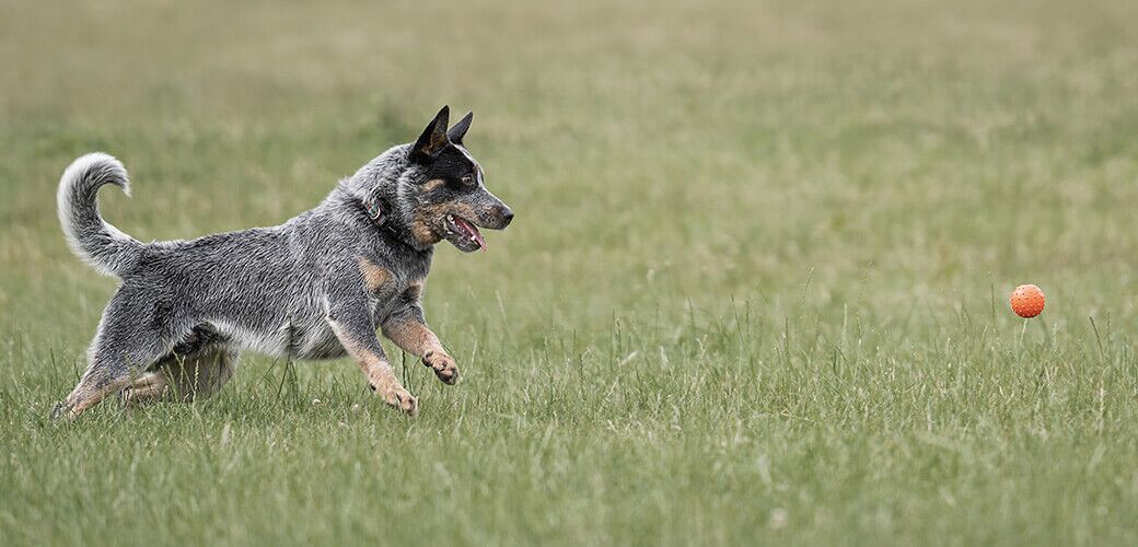 Blue Australian Cattle dog runs and chases after a ball.