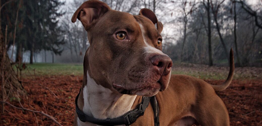  My pitbull in a sweet animal, payful, loyal, polite and extremely good! In this photograph we were in the woods behind the home to play.