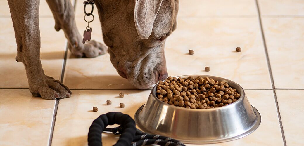 Pitbull dog eating healthy and nutritious kibble.