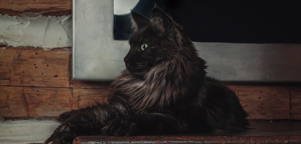 10 of the Rarest Coat Colors and Patterns Found in Cats | Pet Side